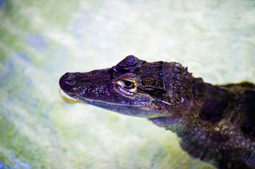 portrait of a terrible crocodile.