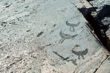 Ancient engravings petroglyphs on the stone plates of Onega lake shore