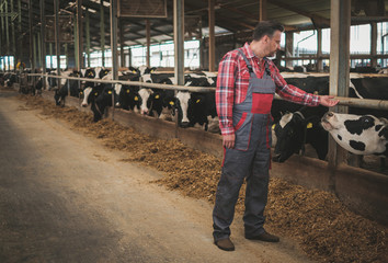 Farmer in a cowshed on a dairy farm.