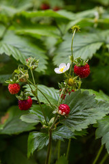 Berries of wild fragaria in forest, natural green background