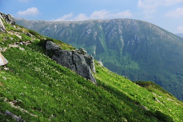 北アルプス笠ヶ岳への道　縦走路から双六岳を望む