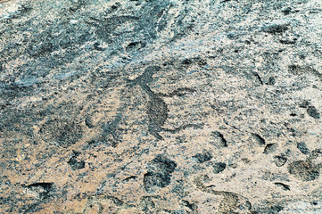 Ancient engravings petroglyphs depicting animals on the natural stone plates located on the cape Besov nos on Onega lake shore in Russian region Karelia