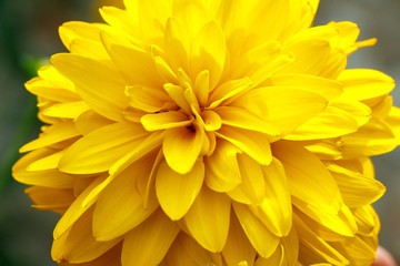 Yellow chrysanthemum flower close up as background and texture