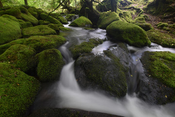 The Withybrook, a stream on Bodmin Moor Cornwall