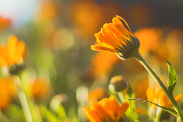 Beautiful orange flower (Marigold - calendula) int the garden - close up view, bright summer day, blurred background
