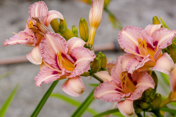 Fototapeta na wymiar Flowering Day-lily flowers (Hemerocallis flower), closeup in the sunny day. Hemerocallis fulva. The beauty of decorative flower in garden .Soft focus