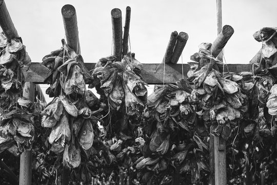 Stockfish in lofoten traditional drying outdoor bw