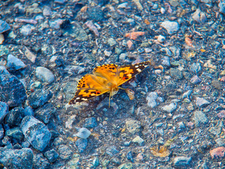 Beautiful butterfly resting on the street.