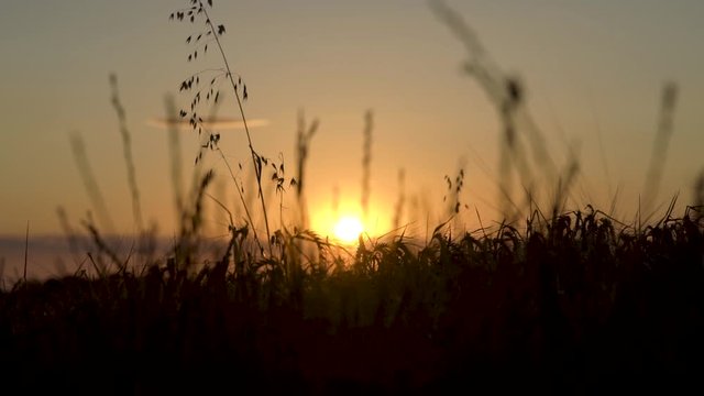 sunset over wheat field