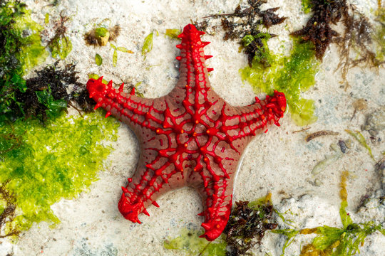 African red knob sea star