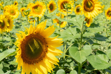 Fototapeta premium Bright yellow sunflower with green leaves close-up surrounded by other sunflowers in the field. Background. Concept.