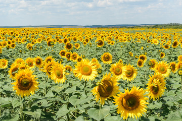 Obraz premium A sunflower field with bright yellow flowers and green leaves, a forest on the horizon and a sky with clouds.