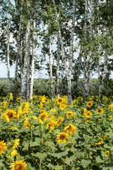 Obraz premium Sun-lit white trunks of birches in the midst of a bright sunflower field.