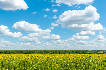 Obraz premium Panorama of a sunflower floor] with bright yellow flowers and green leaves, a forest on the horizon and a sky with clouds.