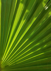 Palm tree leaf texture background. photo image