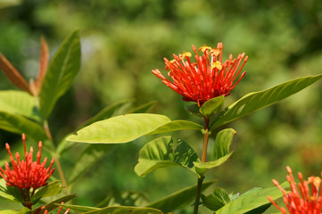 Flower buds and petals of ixora coccinea plant in the morning