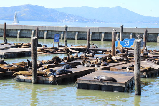 Focas y leones marinos en Pier 39, San Francisco