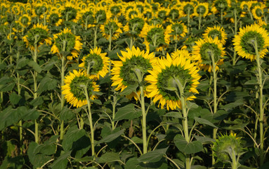  large field of blooming sunflower