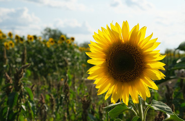  large field of blooming sunflower