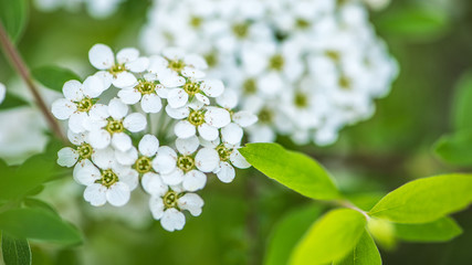 Fleurs de pommier - Apple blossoms