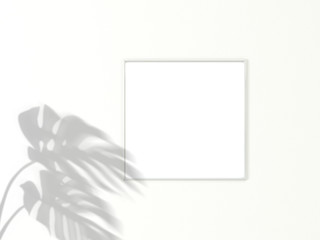 1x1 square White frame for photo or picture mockup on white background with shadow of monstera leaves. 3D rendering.