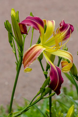 Flowering Day-lily flowers (Hemerocallis flower), closeup in the sunny day. Hemerocallis fulva. The beauty of decorative flower in garden .Soft focus