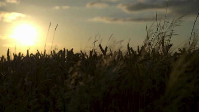 sunset over field