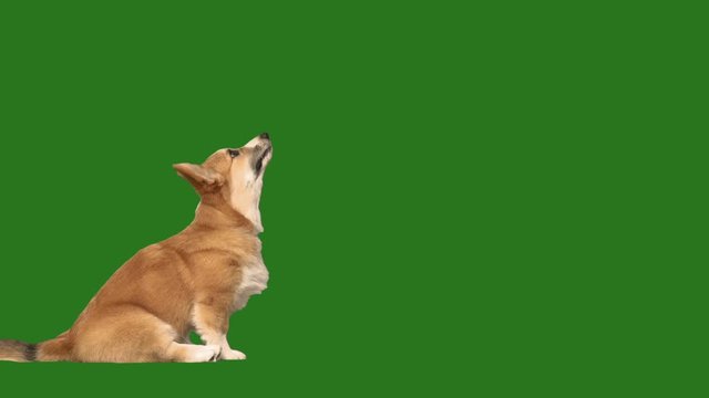 dog stands on its hind legs, slow motion, on a green screen
