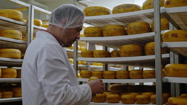 Cheesemaker checking ready product in a storage room