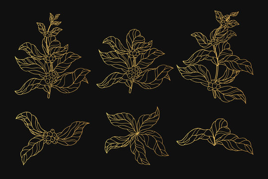Golden Vintage Coffee Branches With Leaves And Beans. Gold Ornate Botanical Plants. Vector Isolated Illustration.