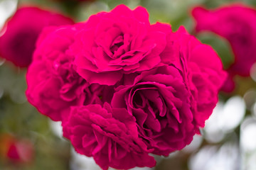 pink rose in the garden