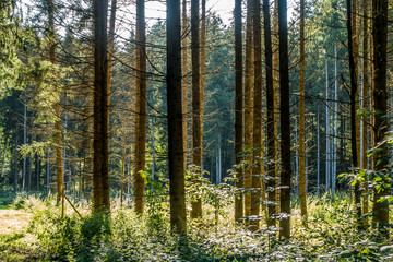 Fototapeta premium Aufforsten im Wald