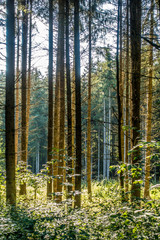 Fototapeta premium Aufforsten im Wald