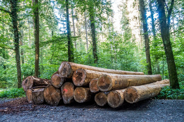 Gesägte und markierte Baumstämme im Wald