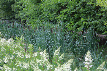 Reeds or Scirpus. Genus of perennial and annual plants of the Cyperaceae family © ironstuffy
