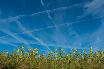 Sonnenblumen von hinten