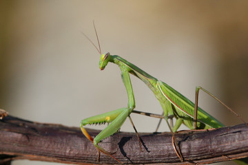 The European Mantis is an invasive species that enters Europe