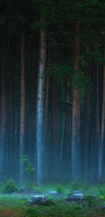 pine tree forest