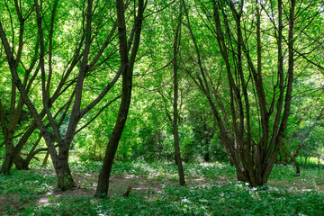 Obraz premium Beautiful green summer thick forest landscape with bright sunshine through the trees.