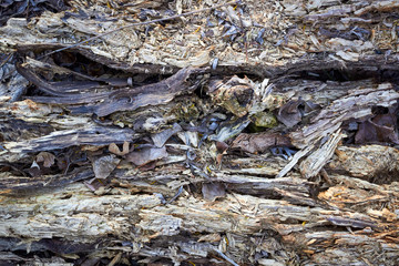 Closed up the rotten death willow tree surface background