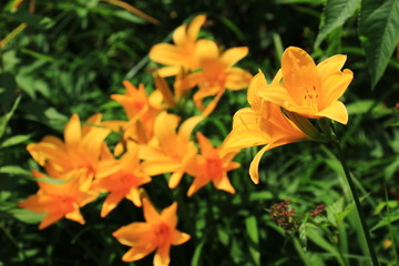 北アルプス笠ヶ岳への道　笠新道　ニッコウキスゲ群生