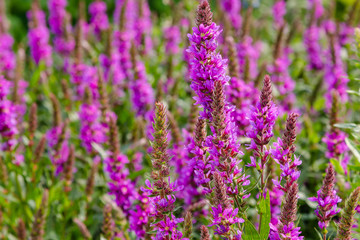 Purple flowers of Lythrum salicaria on a natural background.