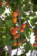 apricot tree branch with orange berries