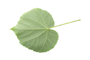 Green Leaves Isolated on a white background