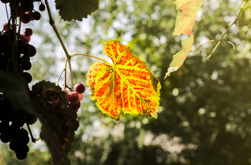 Purple ripe grapes near the house. Wine making. Autumn day on farm yard. Harvest time. Ecological fruit for vegans. Yellow leaves in the sun beams.