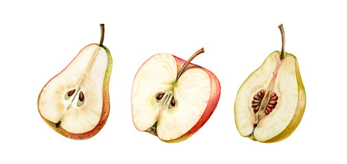 fruits half slice set pink apple pear golden quince seeds realistic botanical watercolor illustration juicy isolated on white hand drawn, tropical food exotic orange yellow color for food label design