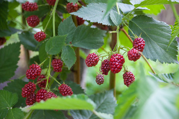 red raspberry berries hang on the branches. raspberry plantation raspberry bush with berry.