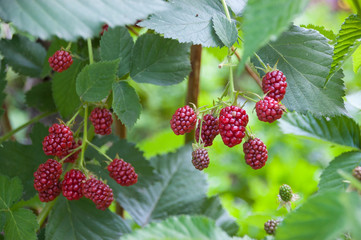 red raspberry berries hang on the branches. raspberry plantation raspberry bush with berry.