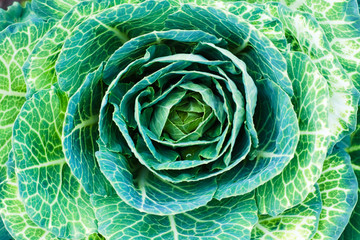Fototapeta premium Yellow and green decorative cabbage. Landscape design element