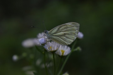 Fototapeta premium бабочка